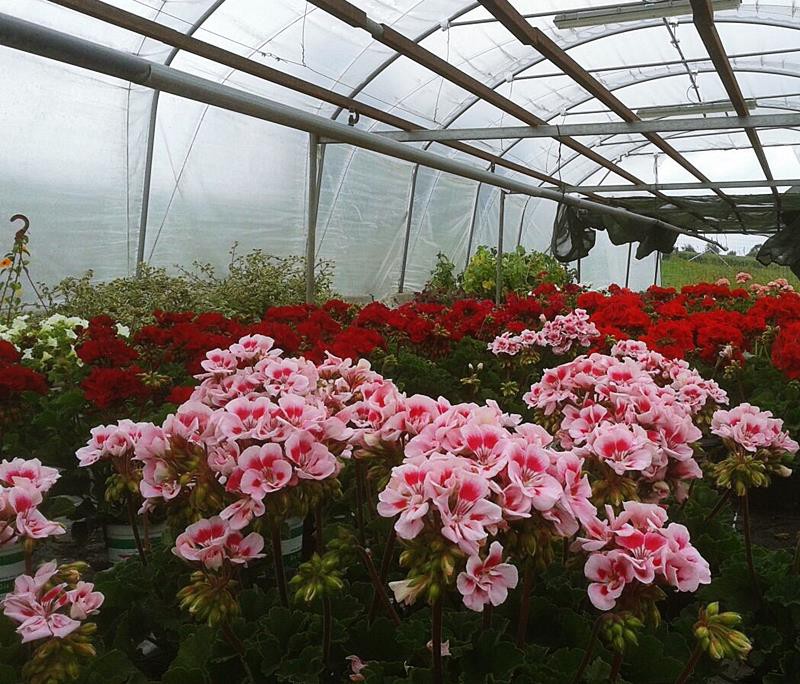 BOTANICUM Hofmüller OG in Bad Schallerbach BOTANICUM Hofmüller OG in Bad Schallerbach