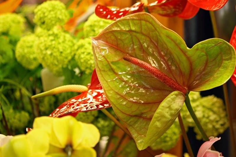  BOTANICUM Hofmüller OG in Bad Schallerbach